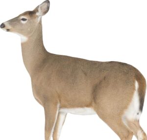 Montana Decoy Dreamy Doe Hunting Decoy